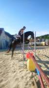 Poney de concours, 6 ans, pour p2 potentiel évolutif ++