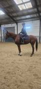 Cheval hongre PS alezan de 6ans