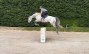 Grand cheval 6 ans. IDEAL LOISIRs et AMATEURS.