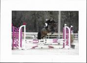 Poney de sport 5 ans New Forest