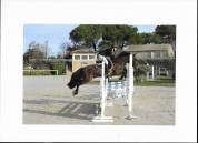 Poney de sport 5 ans New Forest