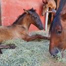 Petite ferme équestre en Espagne