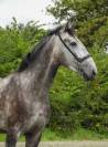 Jeune cheval très gentil 