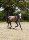 Jeune cheval très gentil 