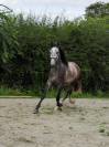 Jeune cheval très gentil 