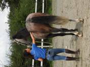 Jeune cheval très gentil 