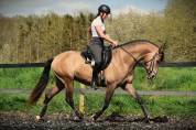 CHIC CHEVAL SPORT PRE 