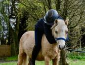 SUPERBE PONETTE B WELSH 