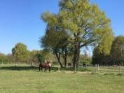 Pensions chevaux (45)