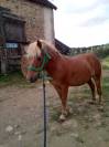 poney type shetland