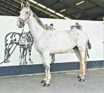 Magnifique cheval zangersheide hongre 10ans 