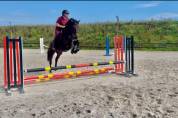 Magnifique jument ps 5 ans cso loisir dressage 