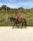 Magnifique jument ps 5 ans cso loisir dressage 