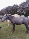 POULAIN MALE PERCHERON 8 MOIS 