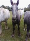 POULAIN MALE PERCHERON 8 MOIS 