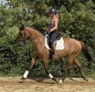 Lusitano sport