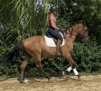 Lusitano sport