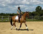 Lusitano sport