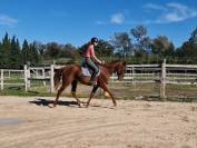 Gentil cheval de 3 ans pratique et facile 