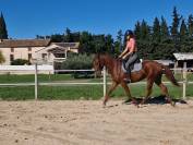 Gentil cheval de 3 ans pratique et facile 