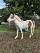 Poney entier à vendre