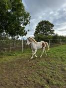 Poney entier à vendre