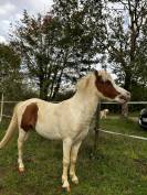 Poney entier à vendre