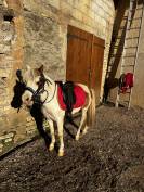 Poney entier à vendre