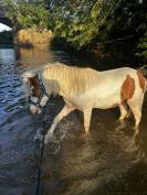 Poney entier à vendre