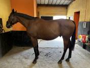 Cheval Titou pur sang 7 ans 1m73