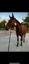 Cheval Titou pur sang 7 ans 1m73