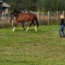 Franche Montagne de 5 ans hongre