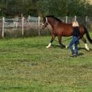 Franche Montagne de 5 ans hongre