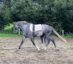 Poney hors taille 4 ans 