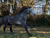 Poney hors taille 4 ans 