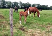 Vente de chevaux  Poulinières, jeunes chevaux