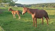 Vente de chevaux  Poulinières, jeunes chevaux