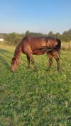 Vente de chevaux  Poulinières, jeunes chevaux