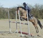 Demi Pension Poney de grand C CCE/CSO/perfectionnement