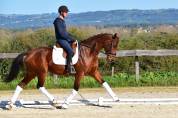 Jument de dressage 