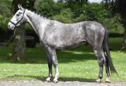 Magnifique 3 ans Gris 