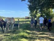 Pension Chevaux, Poneys, Anes - La Terre du Cheval (79)