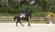 Magnifique hongre de dressage par RUBIN ROYAL ,4 ans