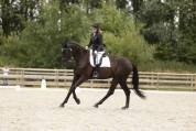 Magnifique hongre de dressage par RUBIN ROYAL ,4 ans