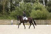 Magnifique hongre de dressage par RUBIN ROYAL ,4 ans