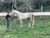 5 ans 1m64 hongre top pedigree