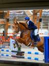 Jument CSO/CCE top concours