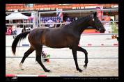 Pouliche de 2 ans - Dressage - Hanovrienne 