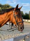 Hongre pour loisir et dressage 