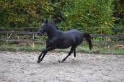 Cheval jument 4 ans 